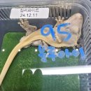 거시기슈퍼 | [박람회] 특수동물 EXPO 박람회 후기