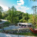 강아지 숲 이미지