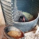 늘푸른청계농원 이미지