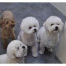 예스동물병원 이미지