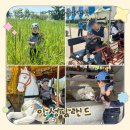 본가(소와돼지) | 22개월 아기와 안성팜랜드 나들이 후기, 호밀밭 축제 당일치기 여행