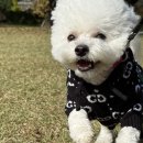 멍줍 강아지 산책 유치원 | 진해애견유치원 반려견을 위한 최고의 선택, 멍줍 강아지 산책 유치원!