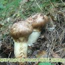 솔치농장 이미지