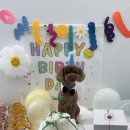 CFM애견유치원 이미지