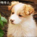 개편한하우스 이미지