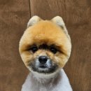 멜팅그루밍 이미지