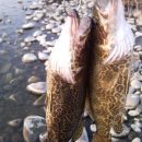 황쏘가리 이미지