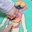 놀이로 배우는 fun한 영어 | 엄마표 과학놀이 Mideer 우리몸 자석교구 활용 유아놀이