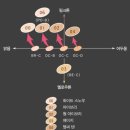 영케이트
