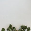 로즈마리 스머지스틱 만들기 이미지