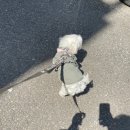 (주)아카바코퍼레이션 | [내돈내산] 튼튼하고 편한 강아지 하네스/ 후르타 벤처 하네스/리쉬 후기 /소형견 하네스 추천