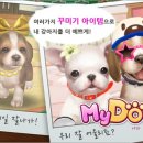 마이독스 이미지