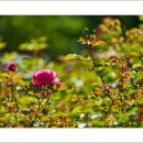 호수공원6로 이미지