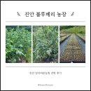 진원농장 | 진안귀농귀촌 진안귀농 노지 블루베리 농장 견학 | 양지바른농원
