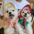 장재영외과동물병원 이미지