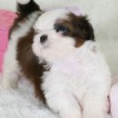 행복한강아지 이미지