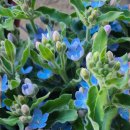 엘에프팜 이미지