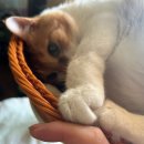 깐돌이푸드 | ☕️ 내돈내산 스타벅스 간식 🍯 파예 요거트 무지방 &amp; 허니 후기 / 결제금액 0원! 이벤트 막차 성공✨