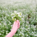 봉평메밀 이미지