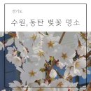 경희대 동탄중앙태권도장 | 경기도 수원 벚꽃 명소 경희대 / 동탄 용인 벚꽃 명소 코리아cc