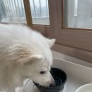 버틀랩
