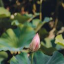 수완1제 이미지