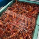 울릉도 독도새우 삼총사 맛집(동네한바퀴 378화)