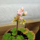 송찬농장 네이버블로그