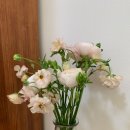 버터플라이케익 이미지