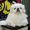 도그핏애견샵 이미지