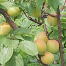 양선농장 이미지