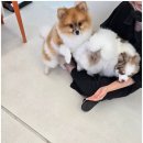 펫살롱 꽃단장 이미지