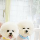 동동 애견 미용 이미지