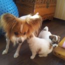 닭집 Daum카페