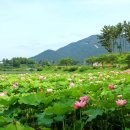 익산 서동공원(금마저수지) 연꽃. 이미지