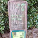 신흥동백나무군락 이미지