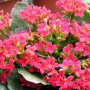 박해목장 이미지