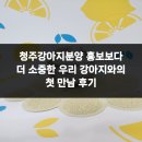 우리 강아지 | 청주강아지분양 홍보보다 더 소중한 우리 강아지와의 첫 만남 후기