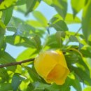 영롱농장 이미지