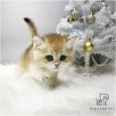 야옹아 멍멍해봐 강아지고양이 평택점 | 평택고양이분양 가정분양 입양과정 확인