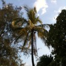 코코넛,그린망고 나무 이미지