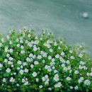 달을품은꽃 이미지