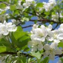 사과꽃향기 이미지