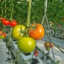 유럽종 완숙 토마토 농장에서 바로따서 보내드립니다 이미지