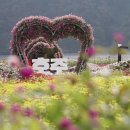 자라섬 주차장 이미지