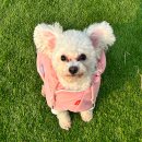 애견매니저 | [파주] 야외 잔디 운동장과 수제간식이 있는 파주 실내애견카페 '푸치베이'