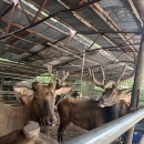 풍천사슴농장 | 어린이녹용부터 녹용진액까지 완벽정리