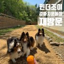경기도 강아지운동장 대관 인더조이 재방문