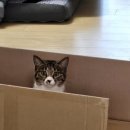 우당탕탕 사고뭉치 이미지