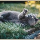 이든동물병원 이미지